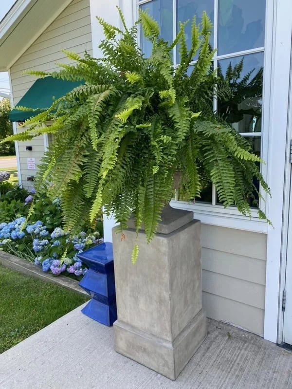 🔥Last Day 75% OFF🔥--🪴UV Resistant Lifelike Artificial Boston Fern