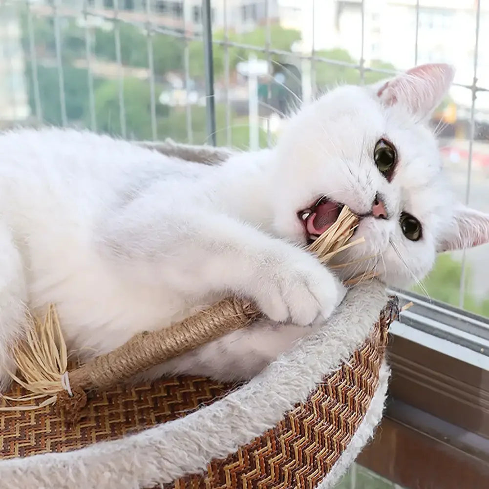 🔥😻Natural Silvervine Chew Sticks – Organic Dental Treats for Cats