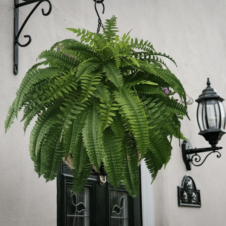 🔥Last Day 75% OFF🔥--🪴UV Resistant Lifelike Artificial Boston Fern